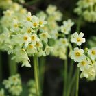 Schlüsselblume (primula elatior)