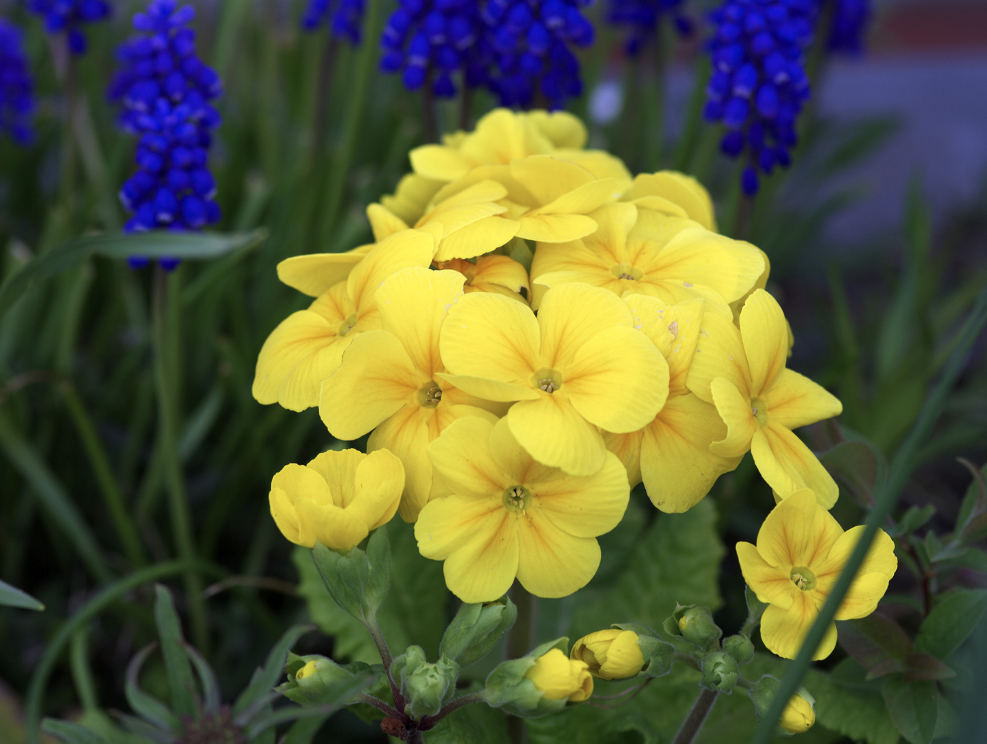 Schlüsselblume Primula veris