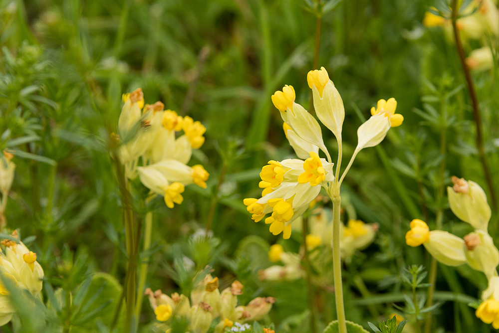 Schlüsselblume (Primula veris)