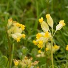 Schlüsselblume (Primula veris)