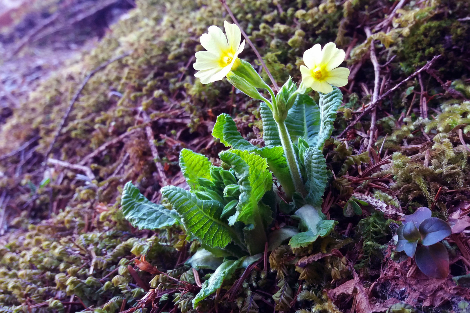 Schlüsselblume (Primula veris)