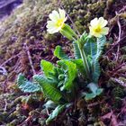 Schlüsselblume (Primula veris)