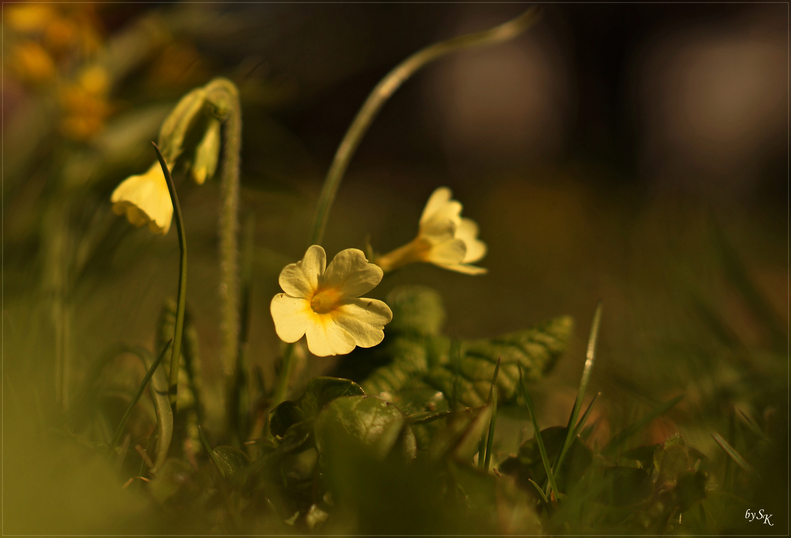 Schlüsselblume Primula veris