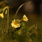 Schlüsselblume Primula veris