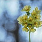 schlüsselblume (primula veris) .....