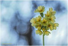 schlüsselblume (primula veris) .....