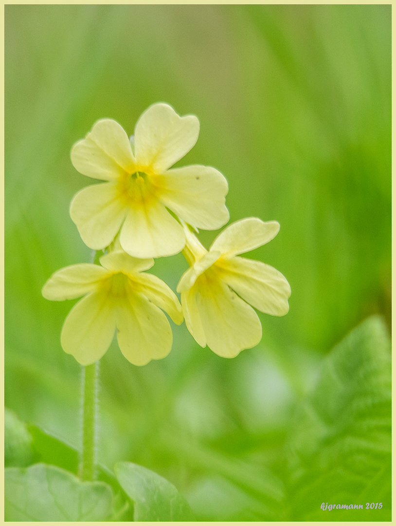 schlüsselblume (primula veris)....