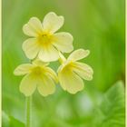 schlüsselblume (primula veris)....