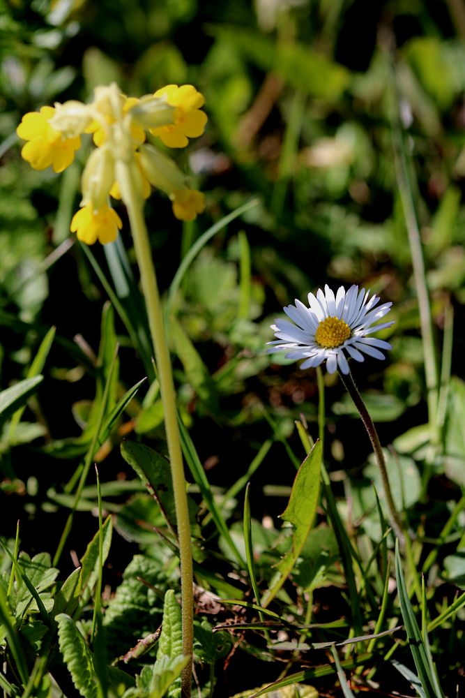 Schlüsselblume und Gänseblümchen