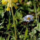 Schlüsselblume und Gänseblümchen