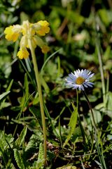 Schlüsselblume und Gänseblümchen