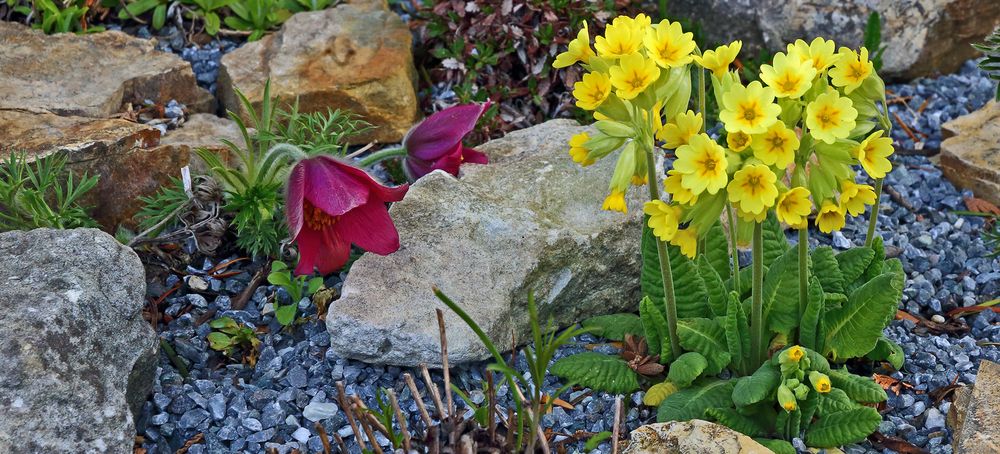 Schlüsselblume und Pulsatilla grandis in der Varaiante...