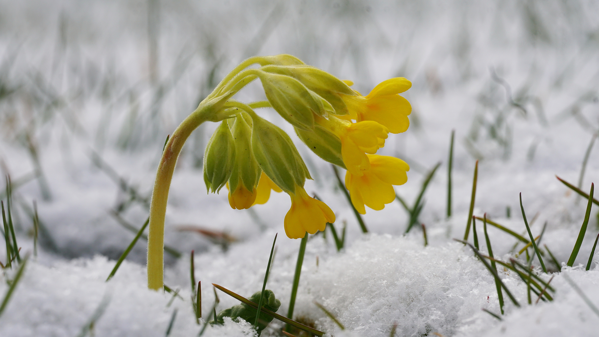 Schlüsselblume, vom Schnee ausgebremst