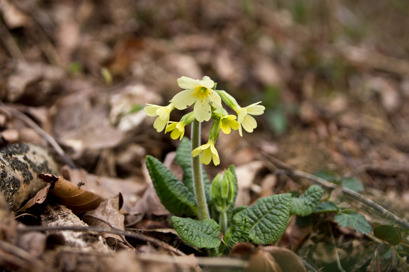 Schlüsselblume (Waldprimel)