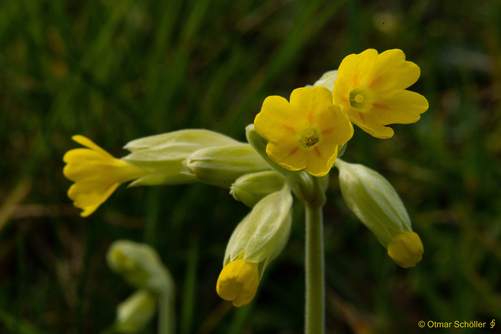 Schlüsselblume_1