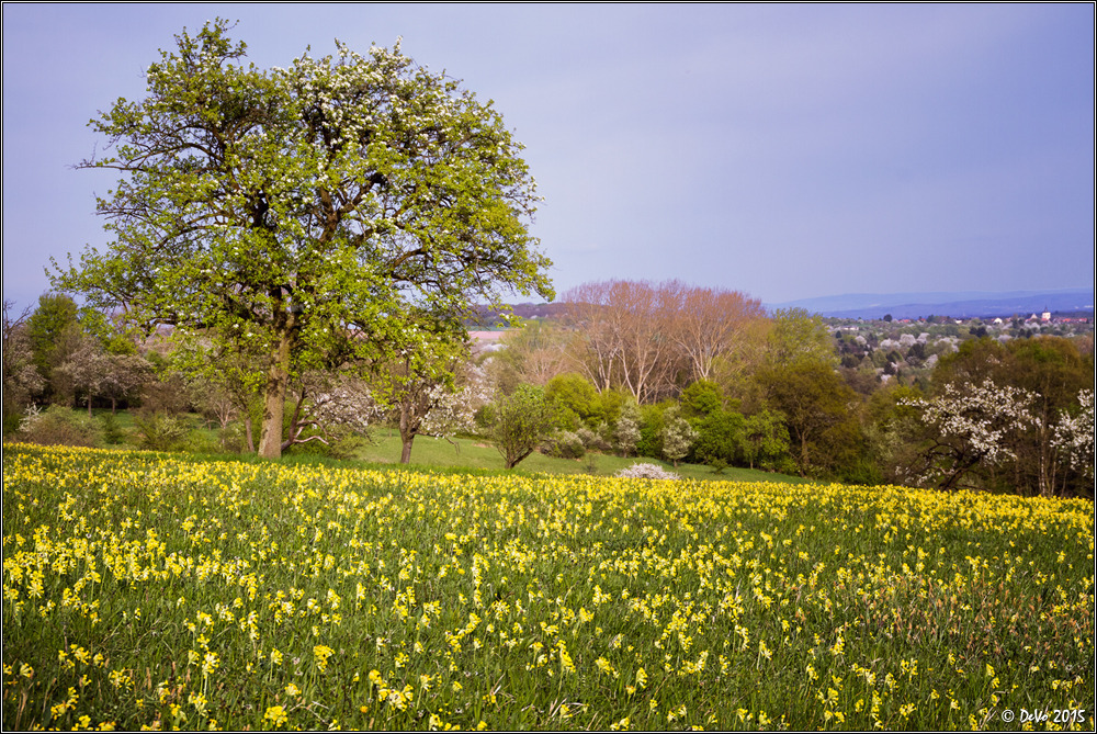 Schlüsselblumen