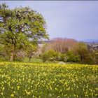 Schlüsselblumen