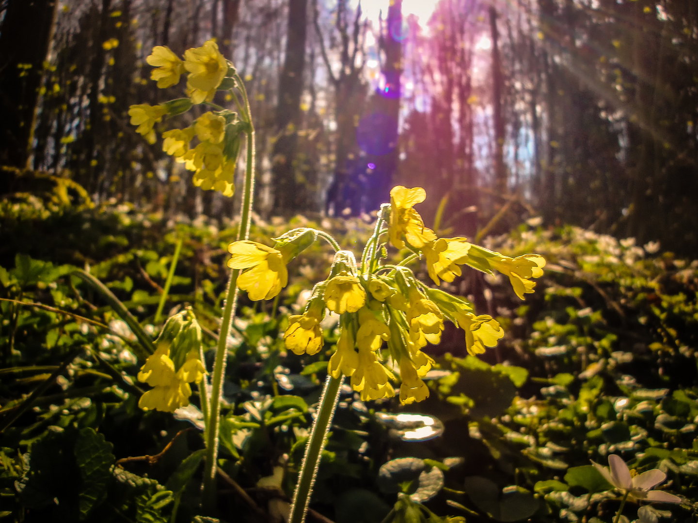 Schlüsselblumen