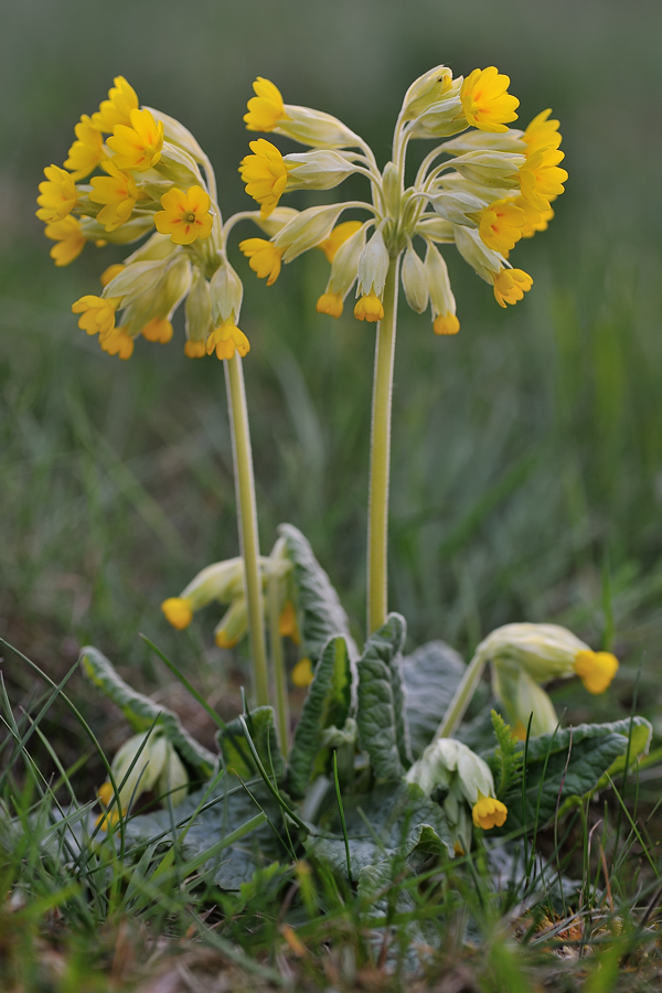 *Schlüsselblumen*