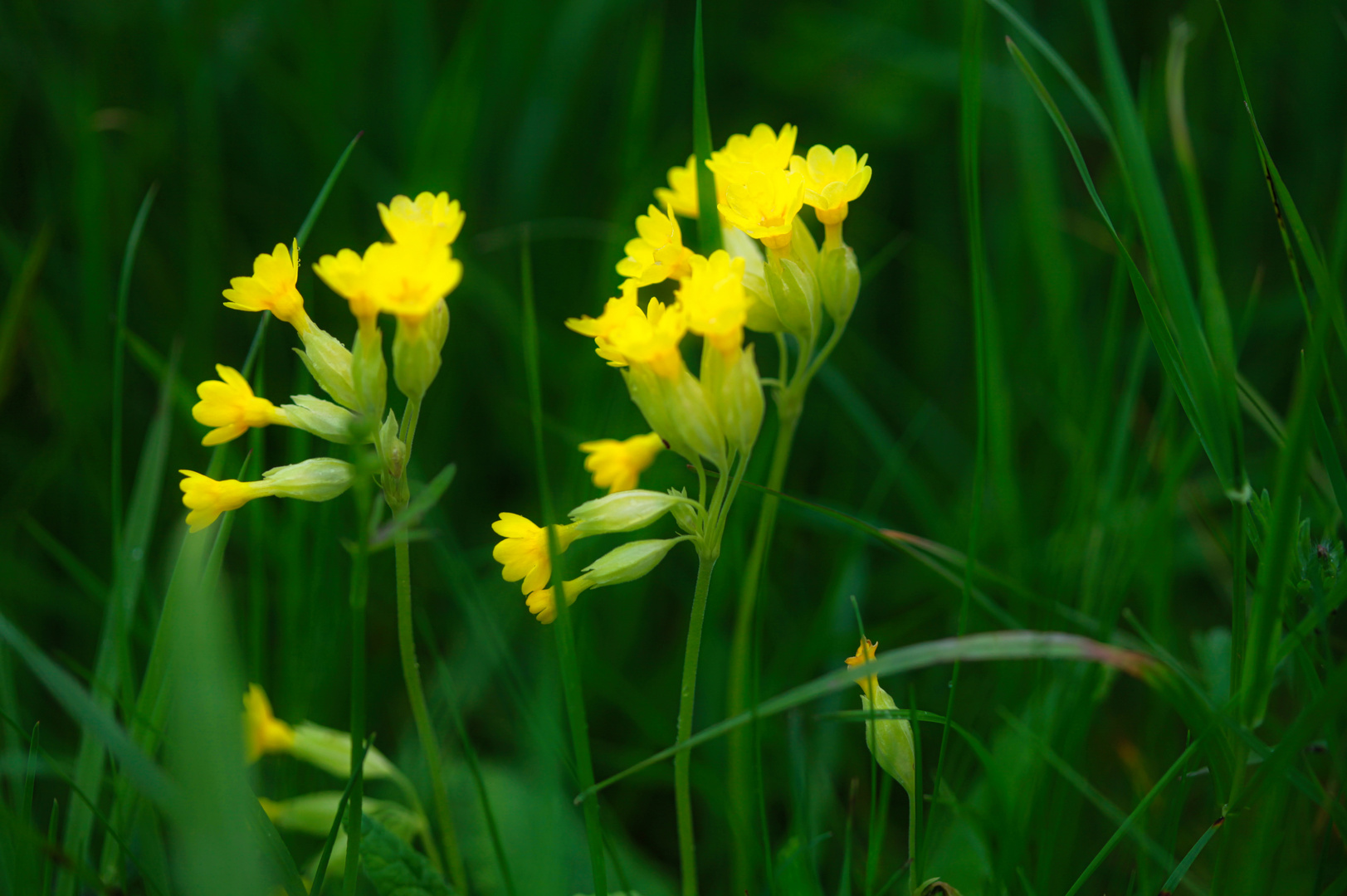 Schlüsselblumen