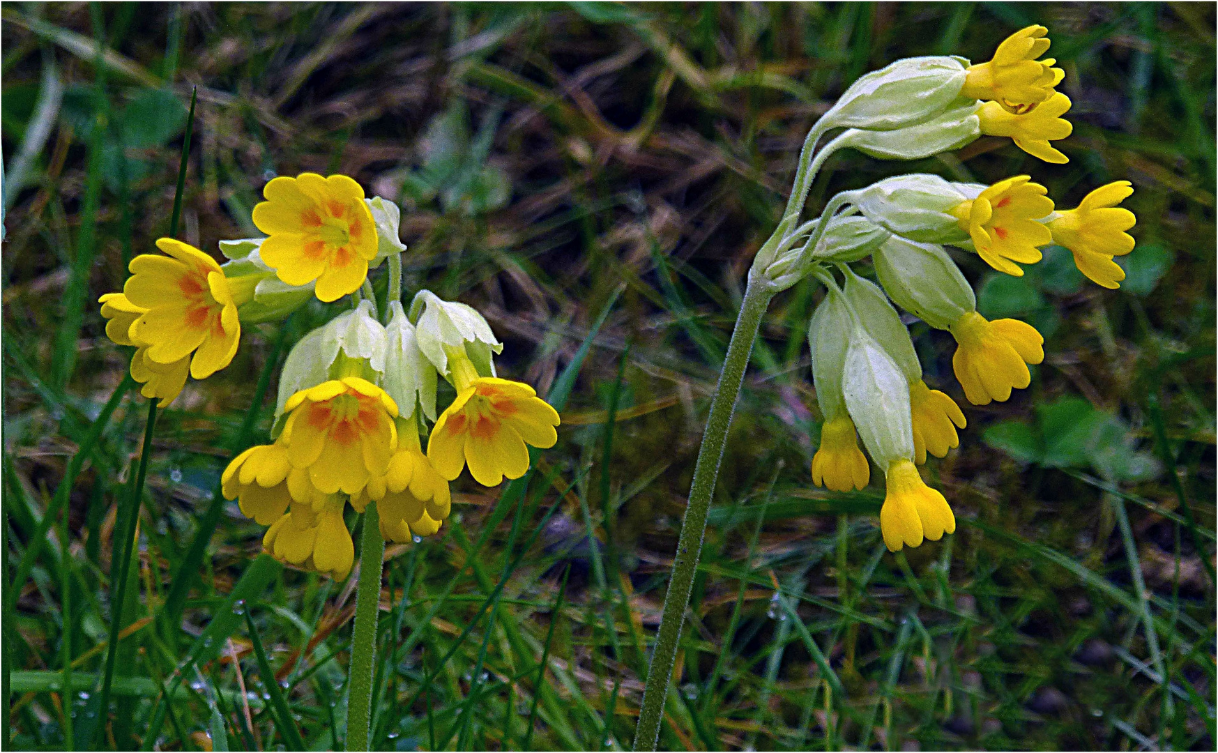 Schlüsselblumen (1)