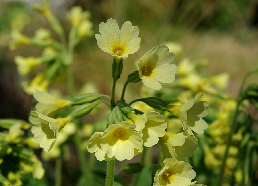 Schlüsselblumen