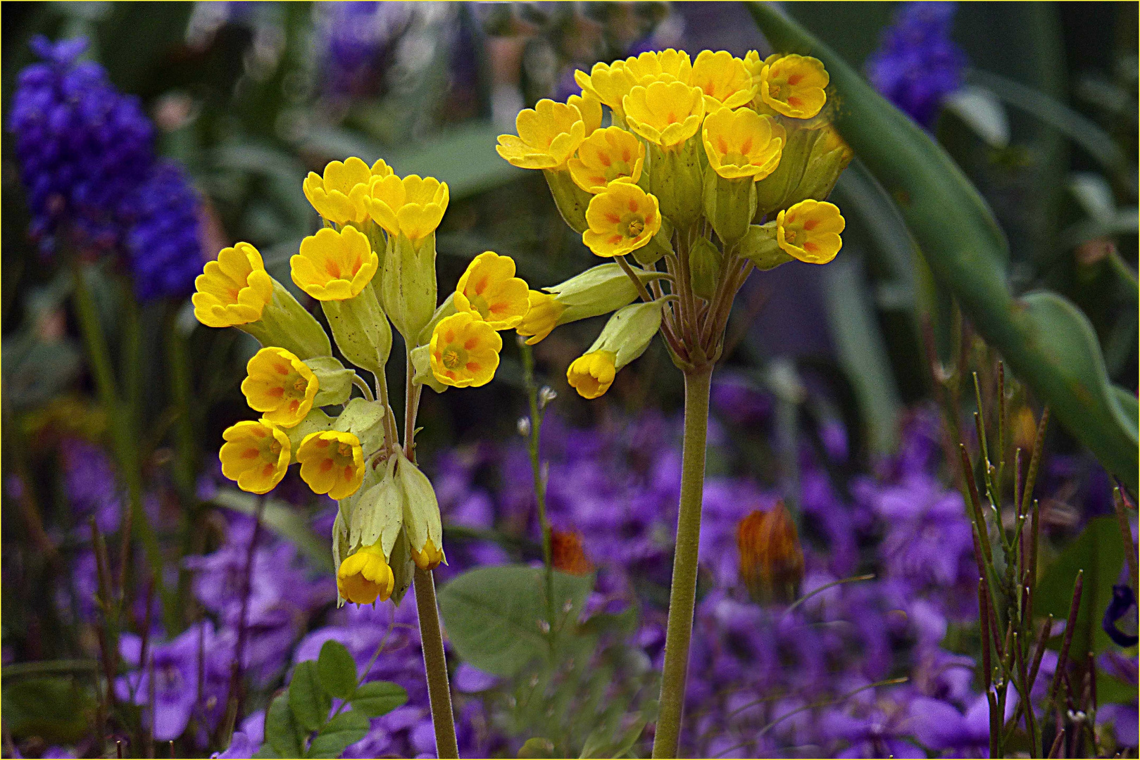 Schlüsselblumen (2)