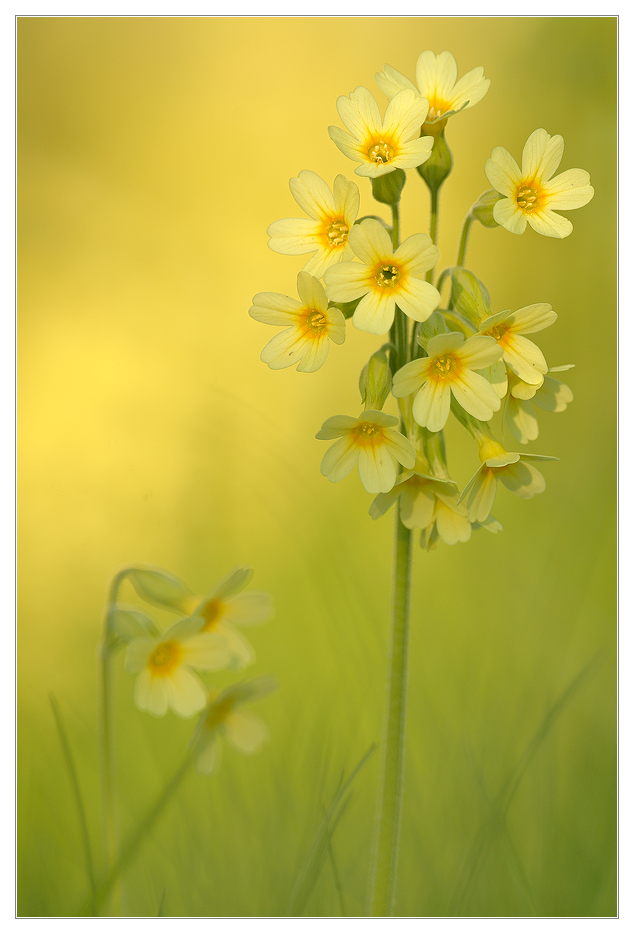 Schlüsselblumen...