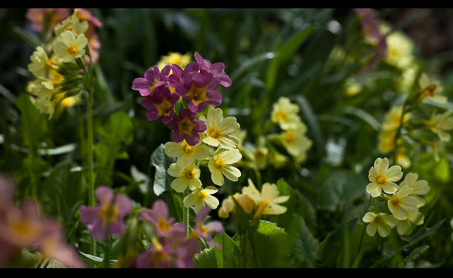 Schlüsselblumen Foto & Bild pflanzen, pilze & flechten, blüten