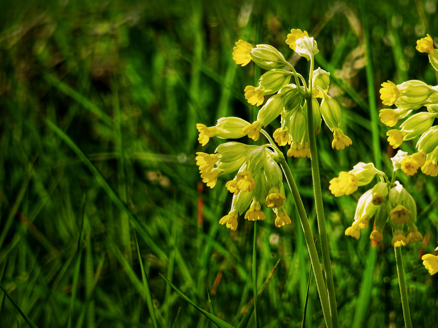 Schlüsselblumen