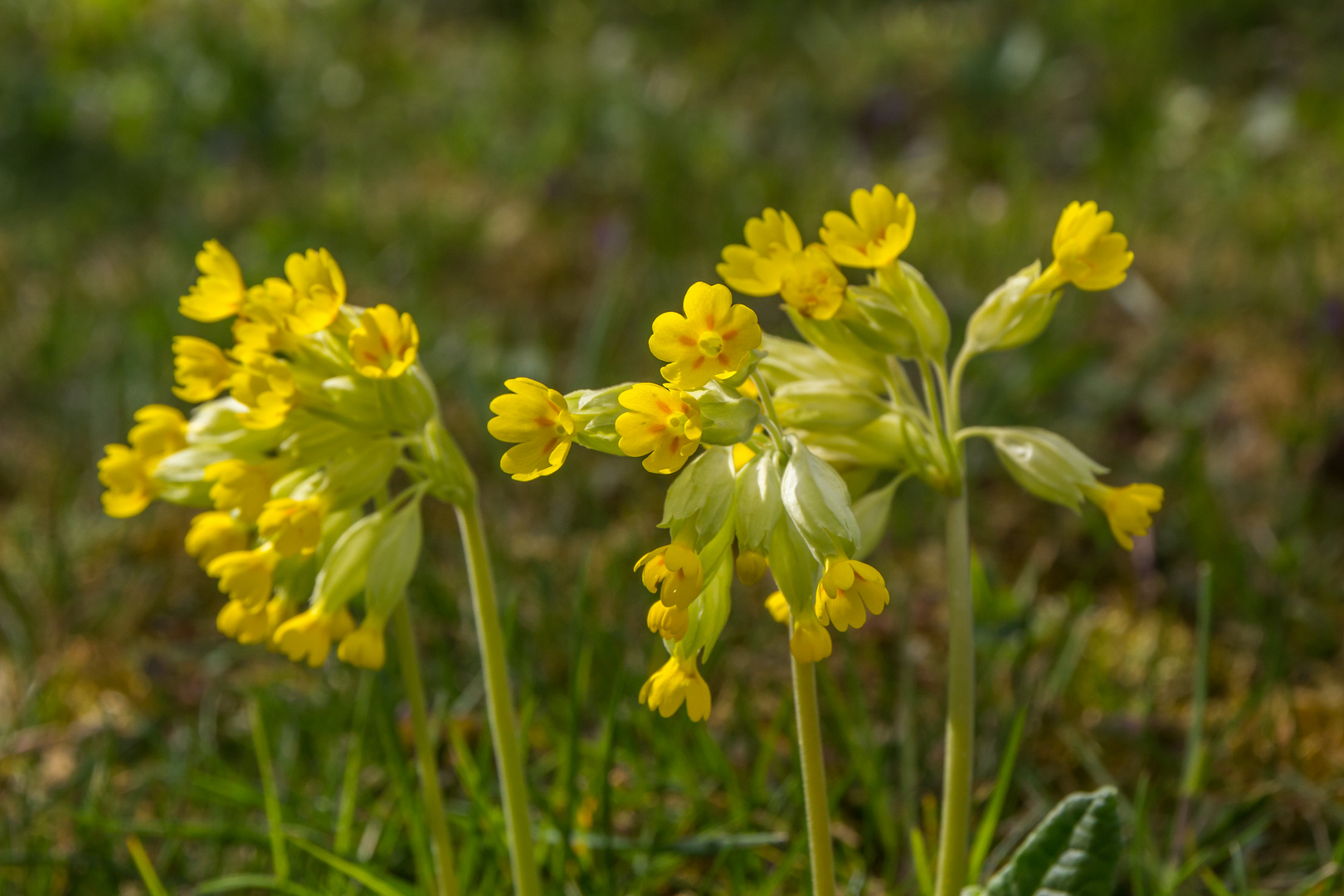 Schlüsselblumen