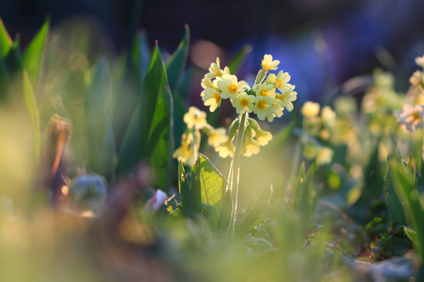 Schlüsselblumen