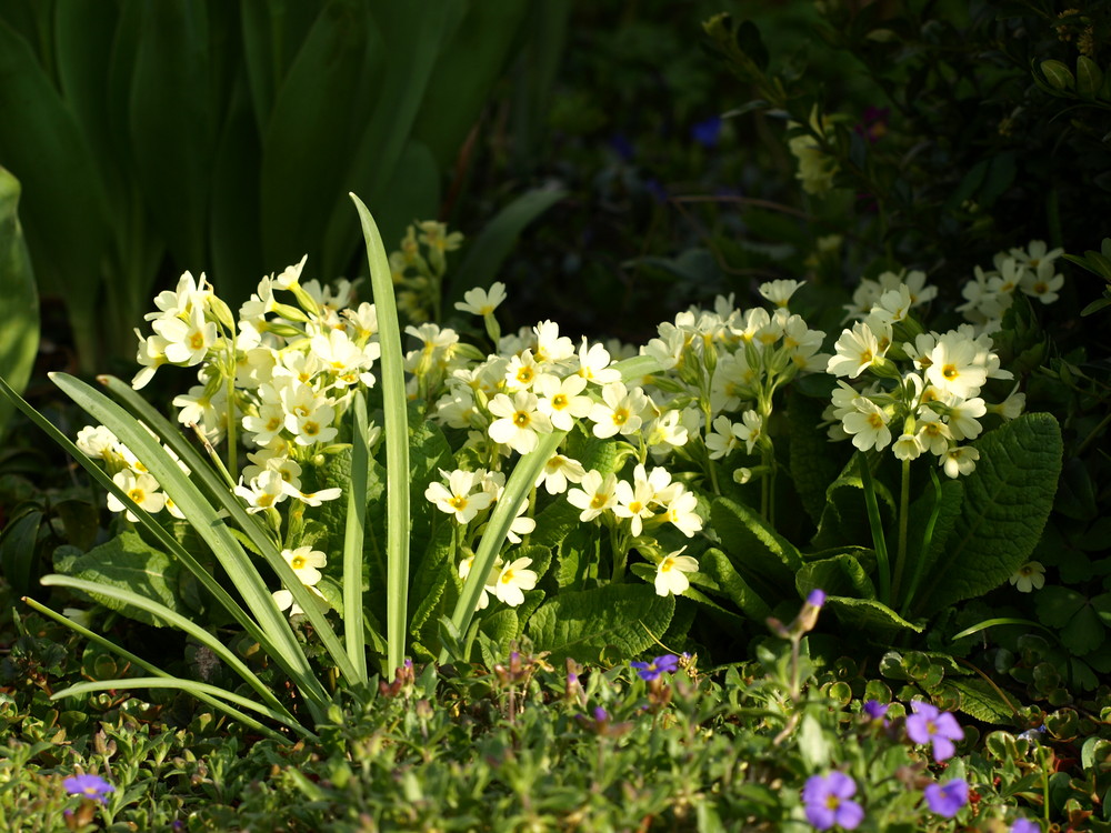 Schlüsselblumen