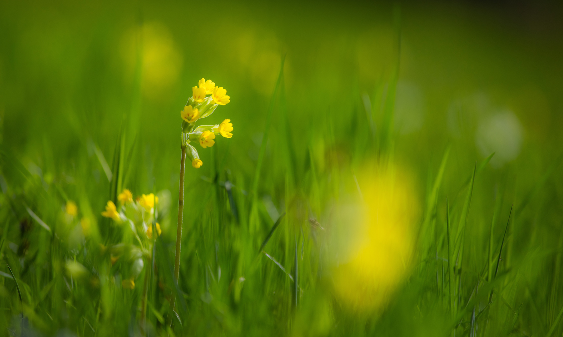 Schlüsselblumen