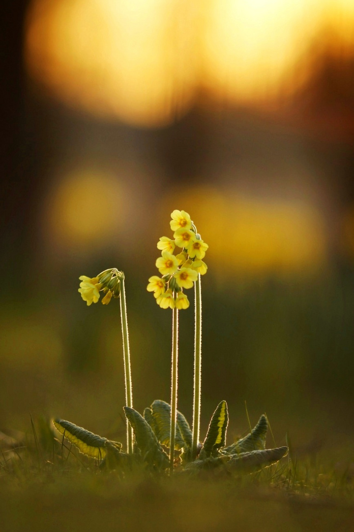 Schlüsselblumen 