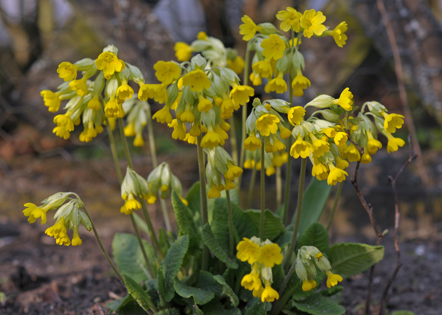 Schlüsselblumen