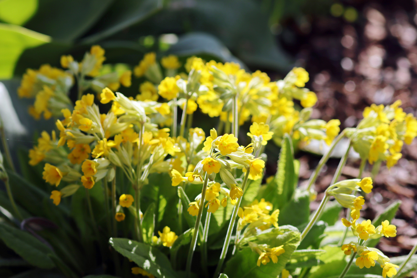 Schlüsselblumen