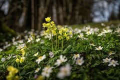~ SCHLÜSSELBLUMEN ~