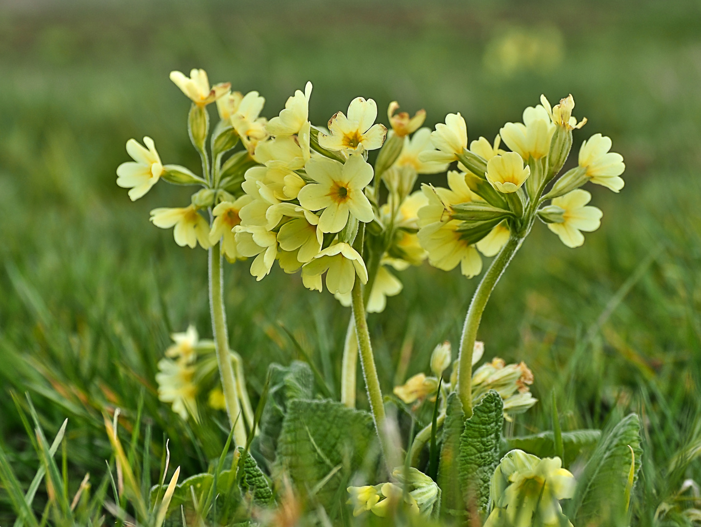 Schlüsselblumen