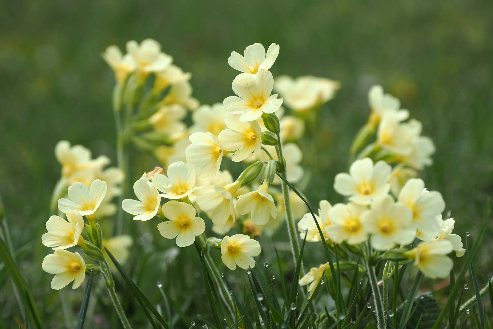 schlüsselblumen