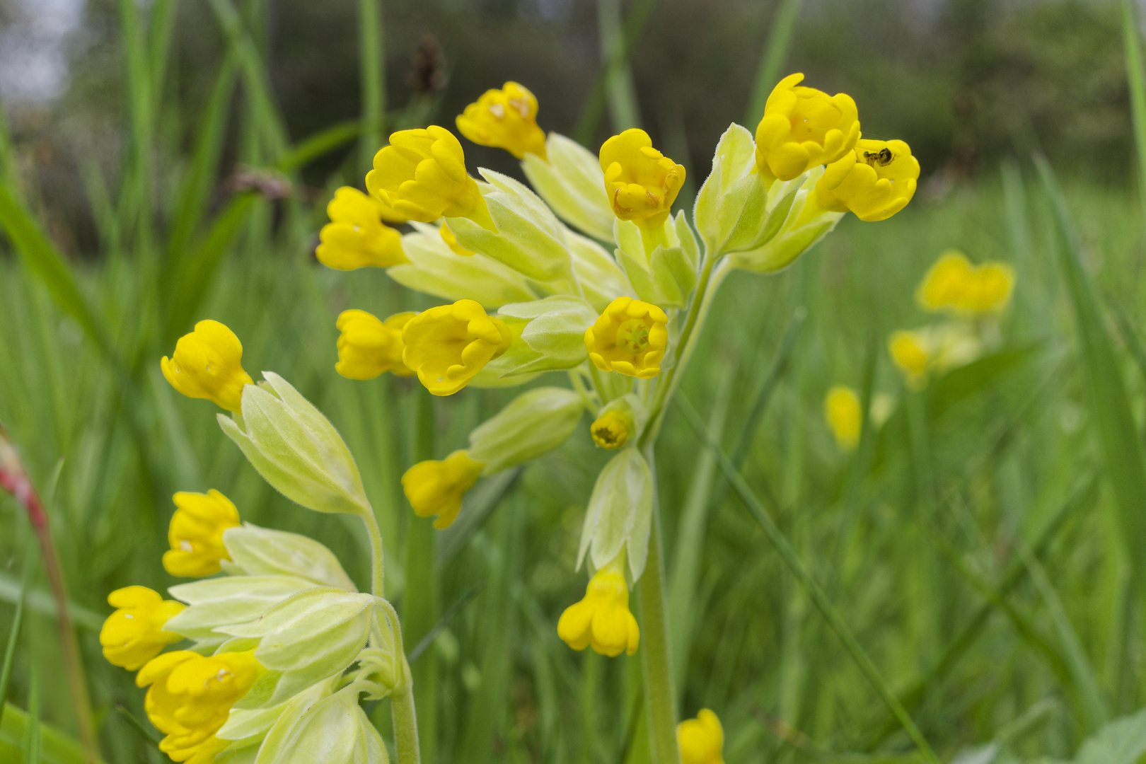 Schlüsselblumen