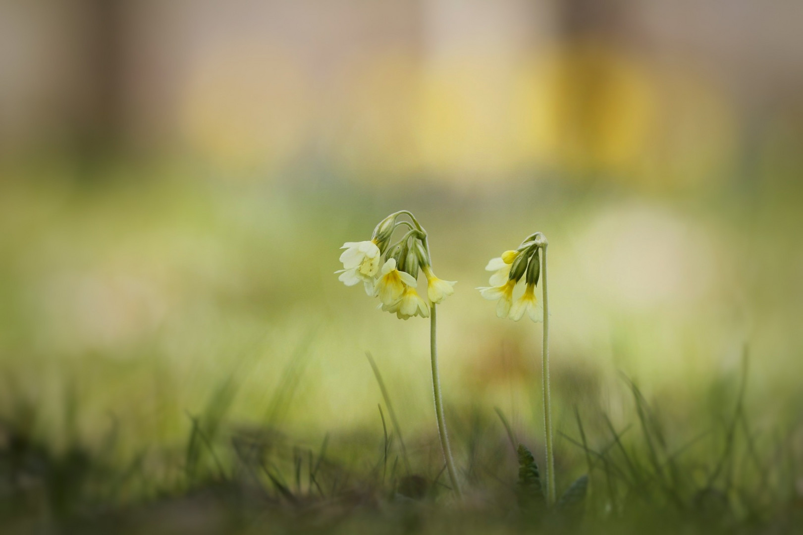 Schlüsselblumen