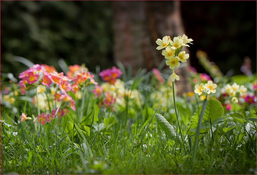 Schlüsselblumen