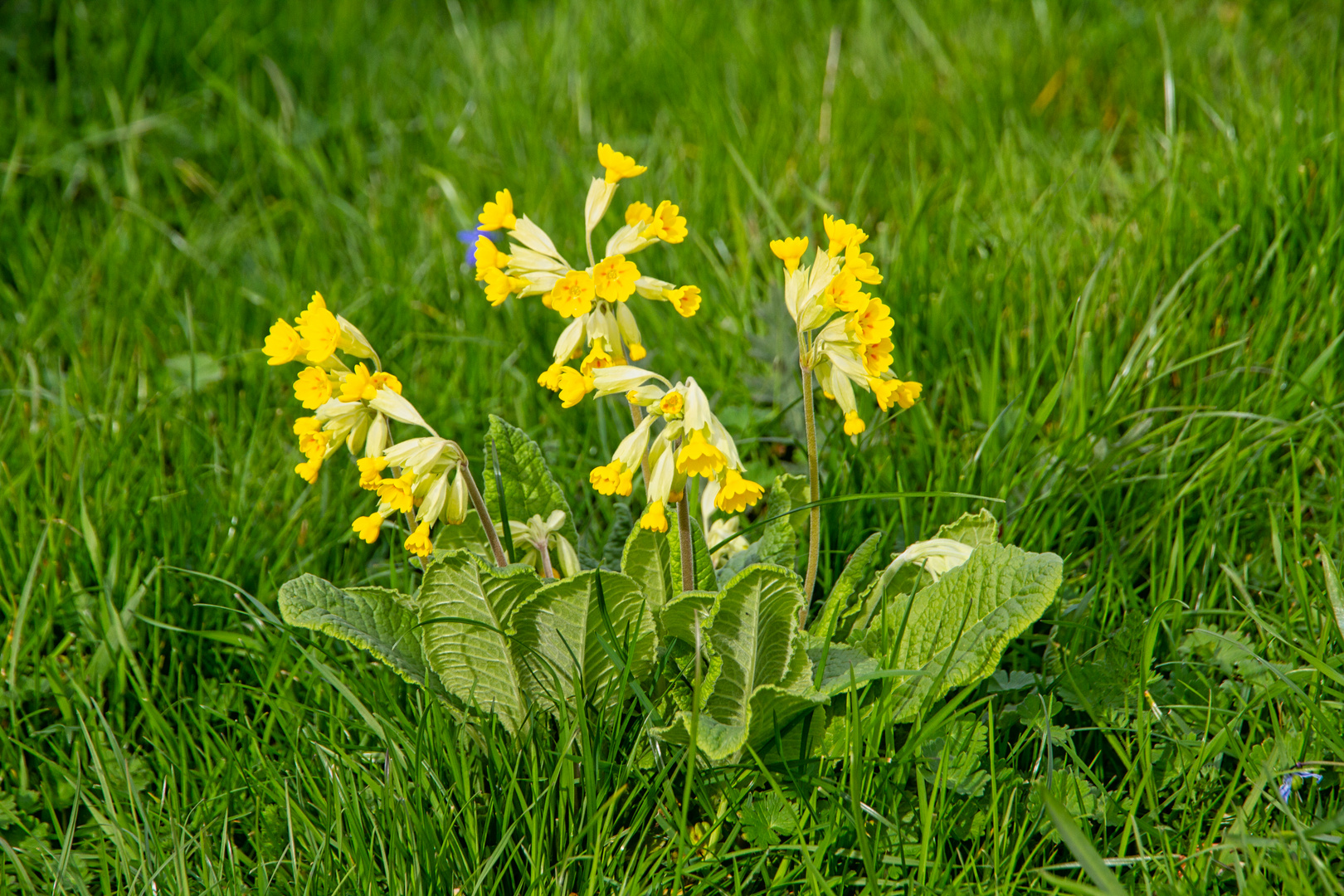 Schlüßelblumen