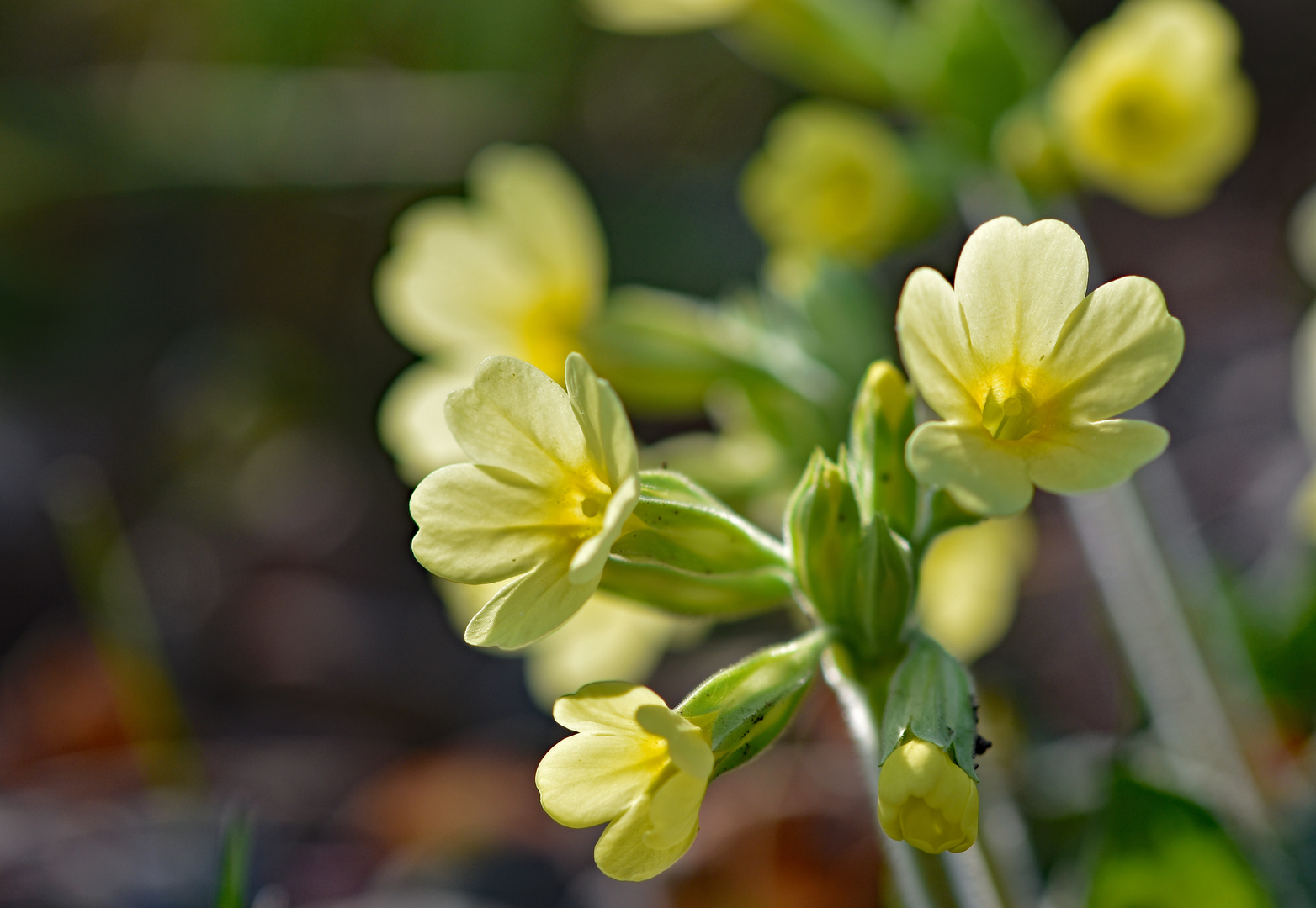 Schlüsselblumen