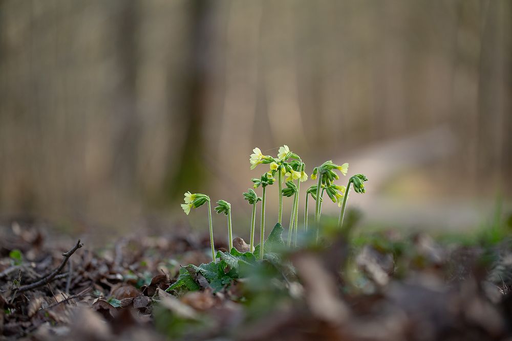 *** Schlüsselblumen am Wegrand ***