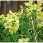 Schlüsselblumen an Wegesrand