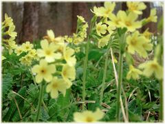 Schlüsselblumen an Wegesrand