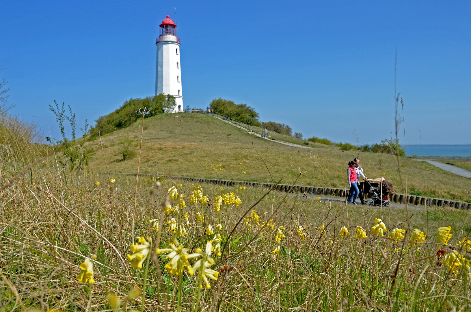 Schlüsselblumen