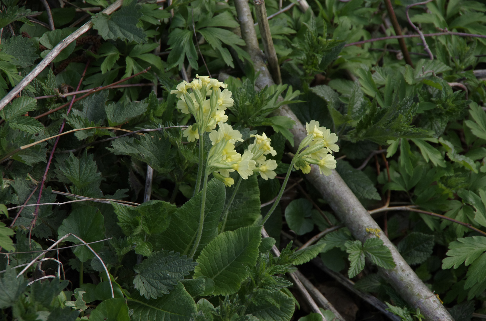 Schlüsselblumen